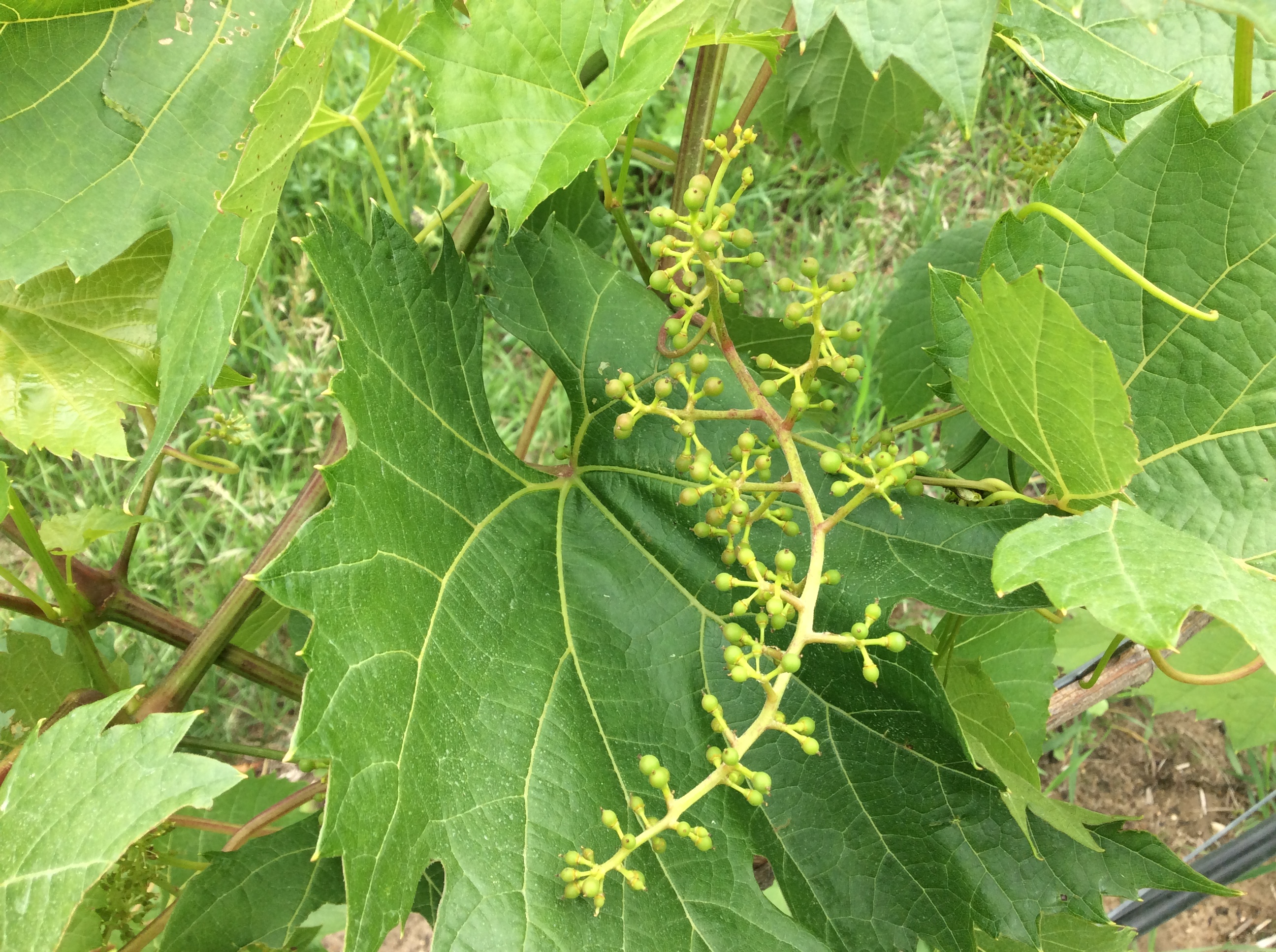 Fruit Set La Crescent (Figure 3)